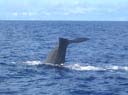 ホエールウォッチング