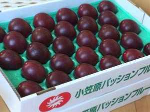 母島産 パッションフルーツ